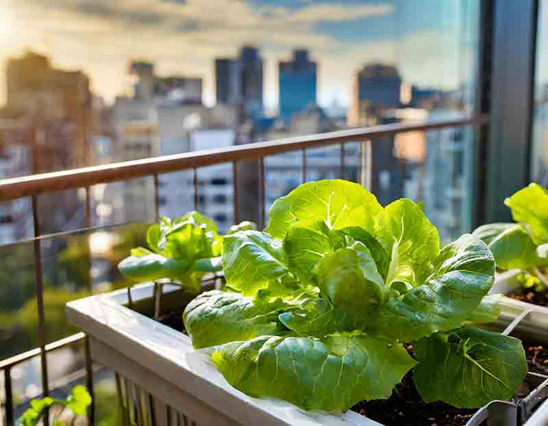 Buttercrunch lettuce growing on an urban balcony