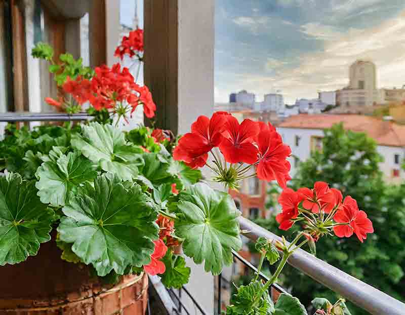 Ivy leaf geraniums growing on city balcony