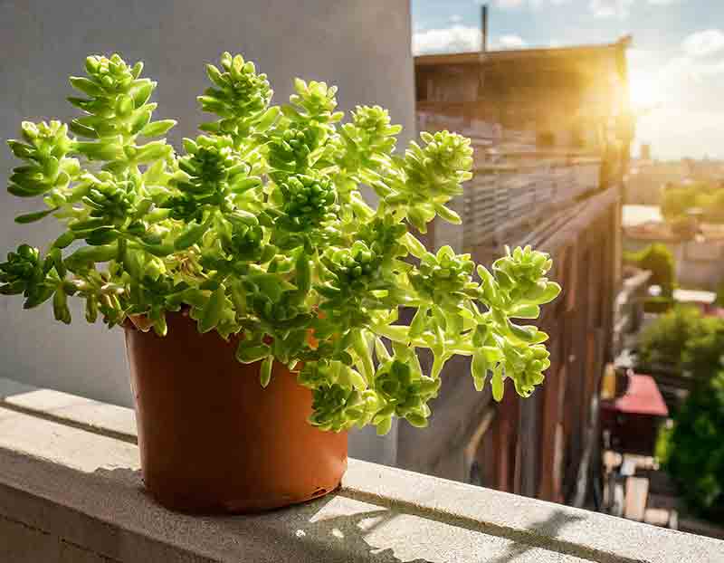 Burro's tail sedum growing on city balcony
