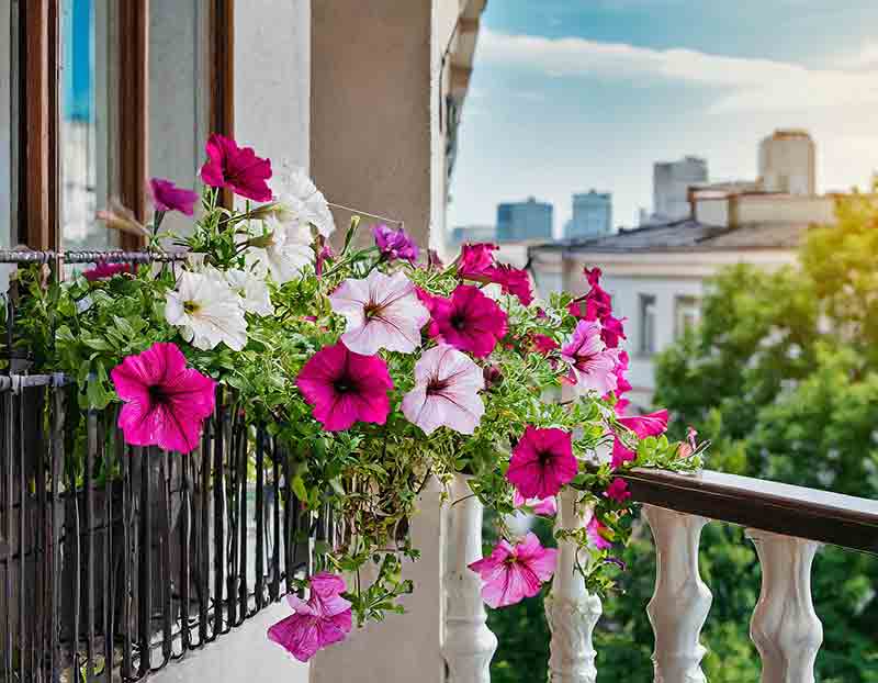 Petunias thriving on urban balcony
