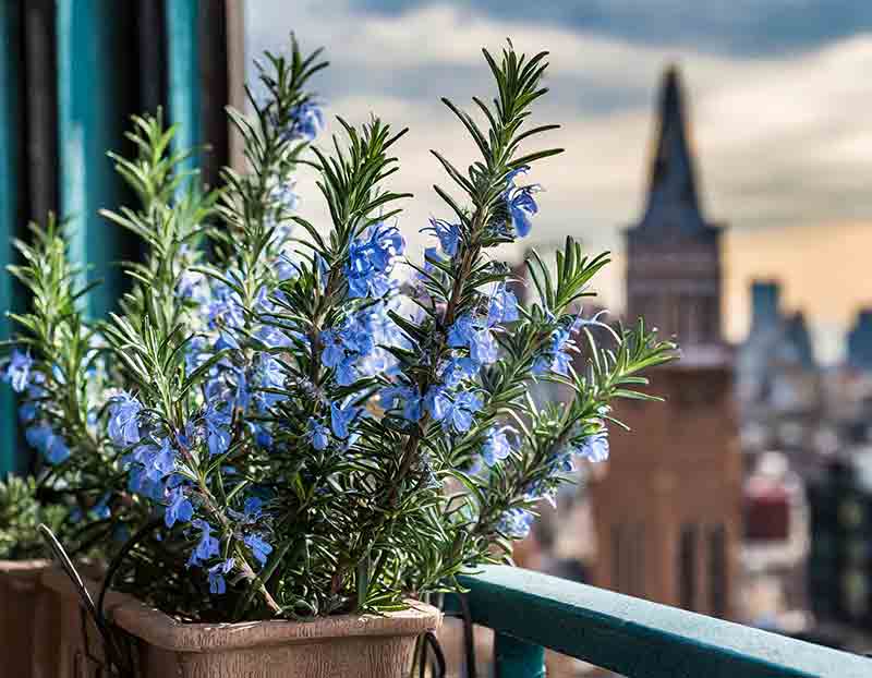 Rosemary growing on an urban balcony