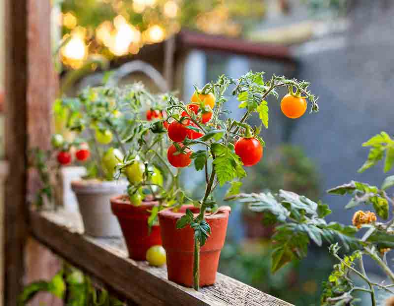 tiny tim tomatoes thriving on urban balcony. what to grow on your balcony