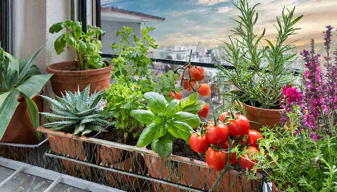 What to grow on you balcony; display of balcony plants on urban balcony